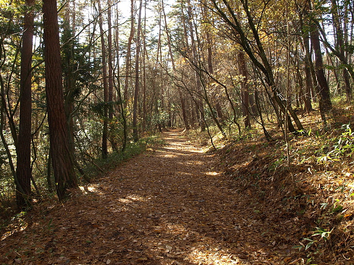 лес, дорога, Опавшие листья, Япония, солнечные лучи, Природа, дерево