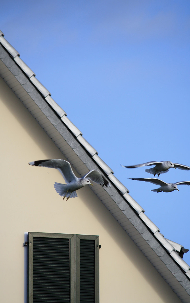 Gavina, cel, ocells, casa, finestra, eixam, blau