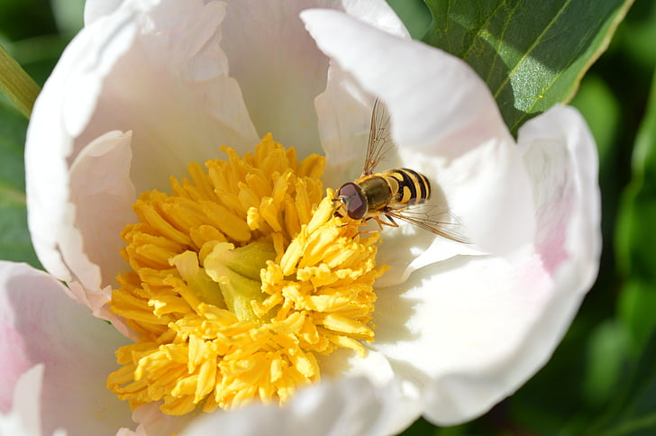 hoa mẫu đơn, trắng, Wasp, mật hoa