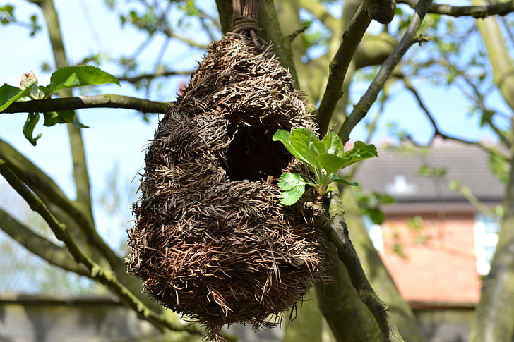 nest, bird, tree, wild, animal Nest, nature, bird's Nest