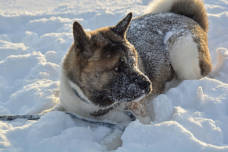 dog, winter, pet, animal, snow, fun, white