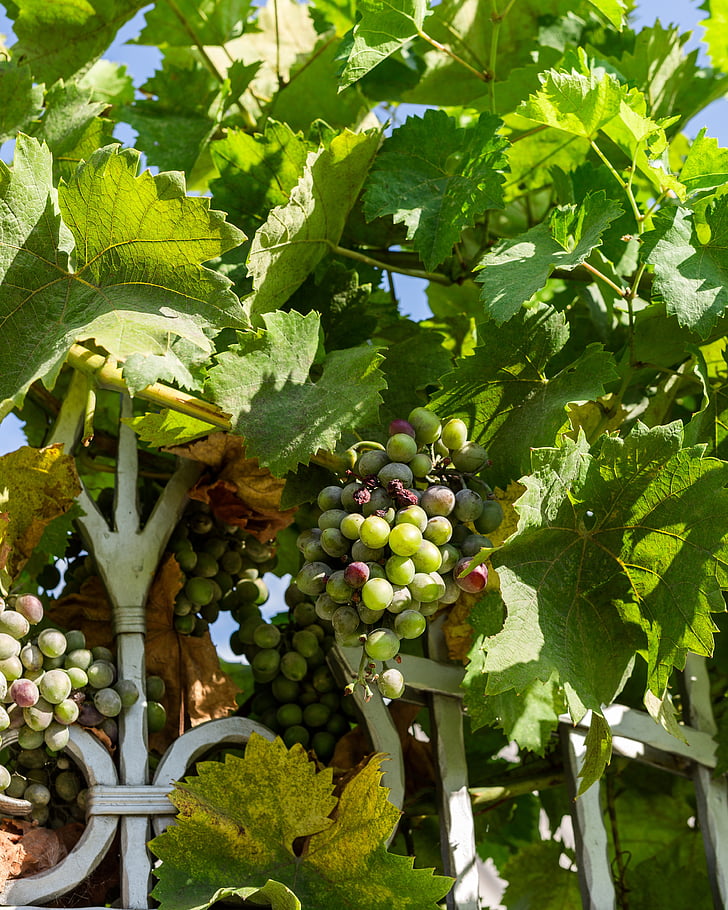raisins, un tas de, Loza, moisson, vinodelchesiky, vin, automne