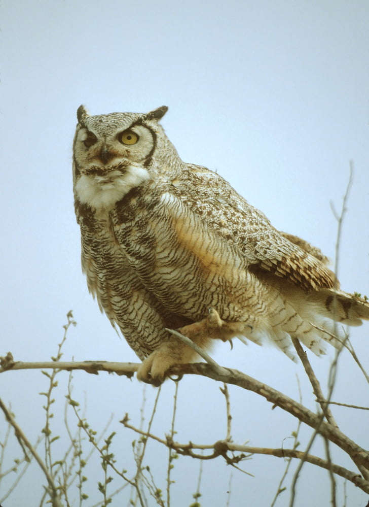 great horned owl, bird, wildlife, nature, perched, beak, predator