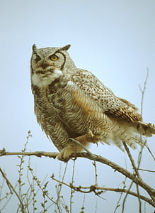 Great horned owl, con chim, động vật hoang dã, Thiên nhiên, perched, mỏ, động vật ăn thịt