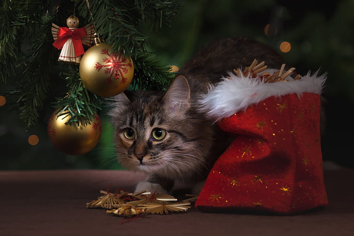 канун нового года, кошка, Подарки, Рождественские украшения, Рождественская елка, мяч, висит на елку