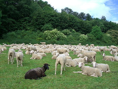 black sheep, sheep, flock of sheep, black, white, flock, meadow