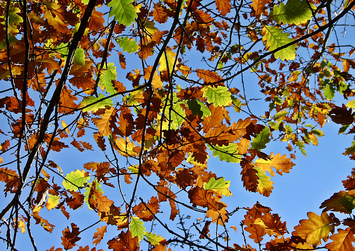 efterår blade, egeløv, eg, blade, træ, farverige, egeblad