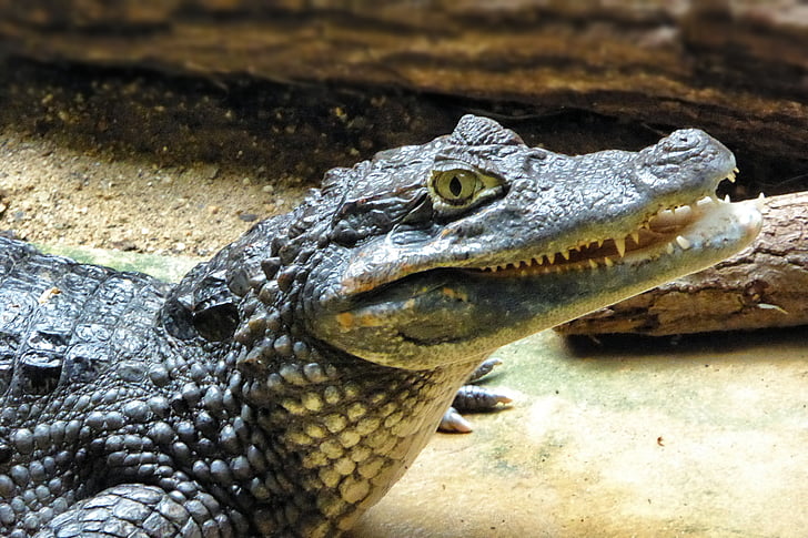 Cayman, dyr, Reptile, krokodille, Alligator, dyreliv, natur