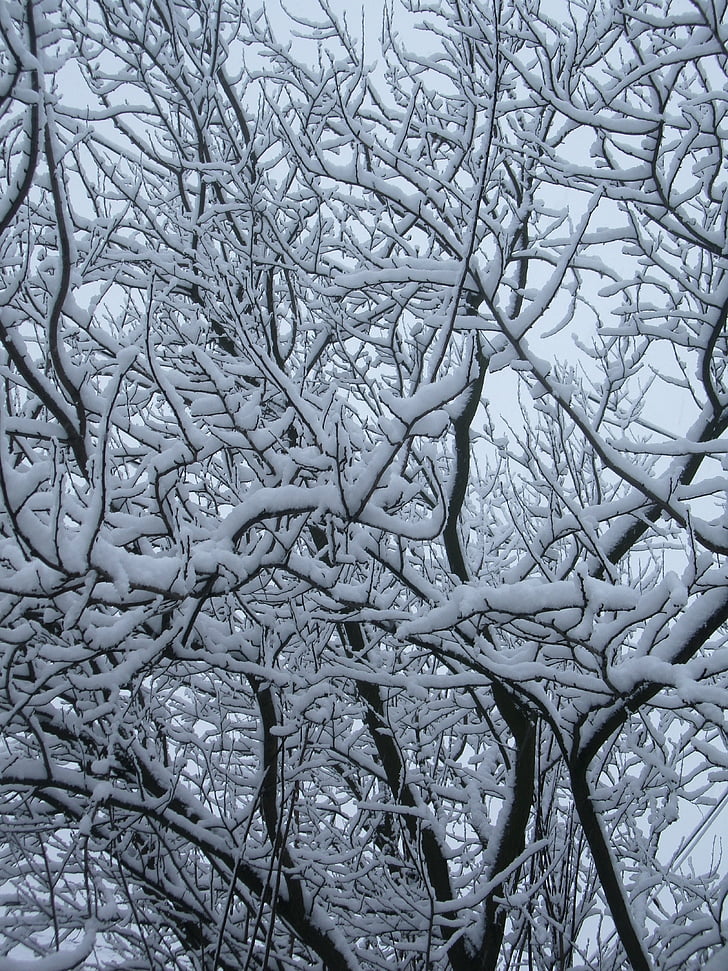 wood, branches, snow, snowy, white, winter, trees