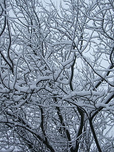 kayu, cabang, salju, bersalju, putih, musim dingin, pohon