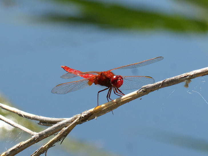 red dragonfly, winged insect, erythraea crocothemis, stem, wetland
