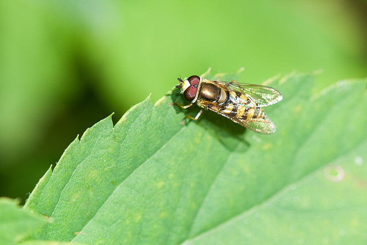 fly, hoverfly, bug, animal, insect, plant, leaf