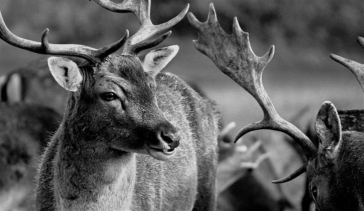 narave, živali, divje, živalstvo, divje živali, jelen, živali prosto živeče živali