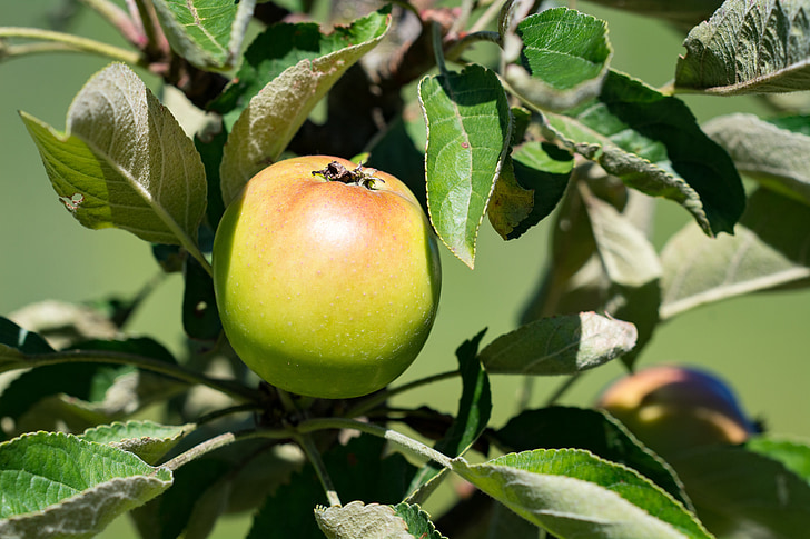 Apple, Bio, Bio apple, haven, i haven, køkkenhave, sommer