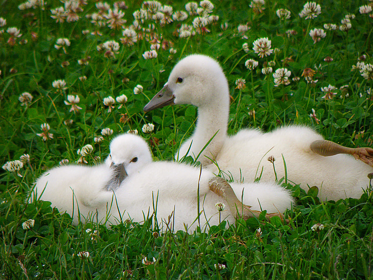 labudovi, mladunče, ptica, travnjak, bijeli