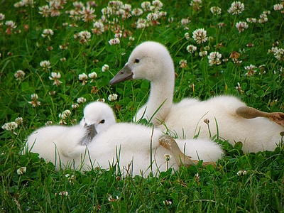 cisnes, filhote, pássaro, gramado, Branco