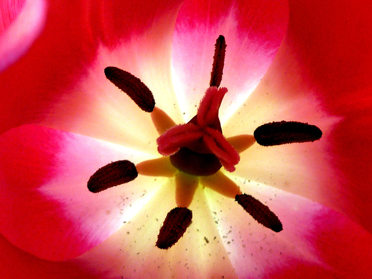 Tulip, insidan, Posas, färg, blomma, röd