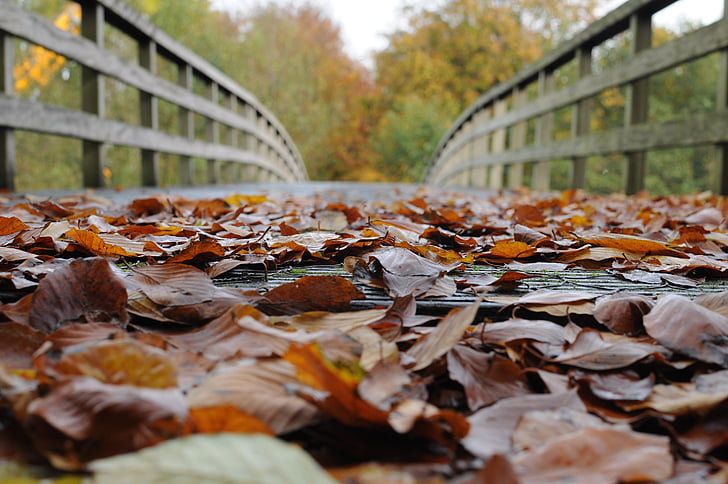 folhagem de outono, ponte de madeira, folhas, Outono, humor, folha, natureza