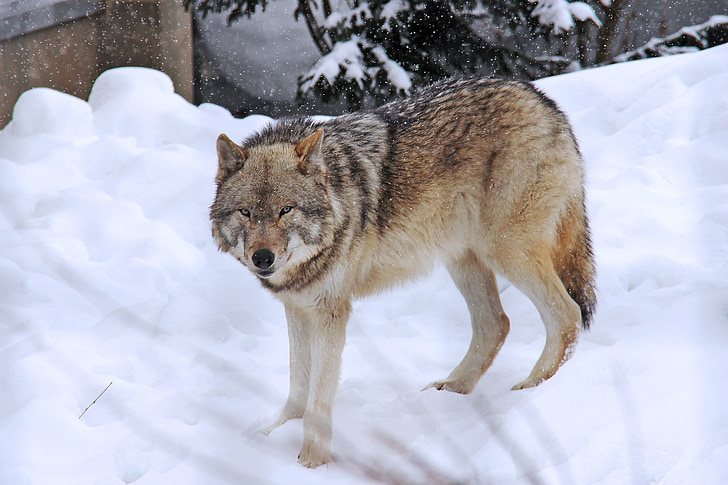 sói Bắc cực, sói, nỗi sợ hãi, màu xám, mùa đông, lạnh, tuyết