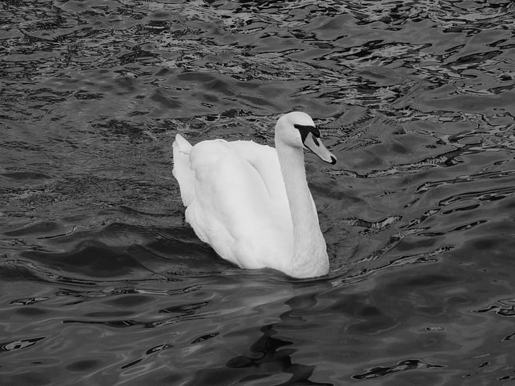 Swan, Alster, Hamburg, innenalster, vatten, naturen, vatten