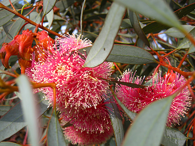 Blossom, Bloom, Eucalyptus, vaaleanpunainen