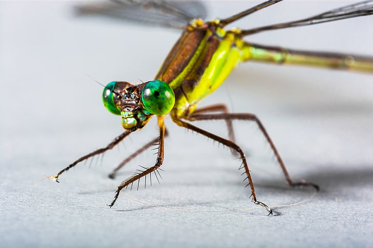 dragonfly, insect, close, eye, green