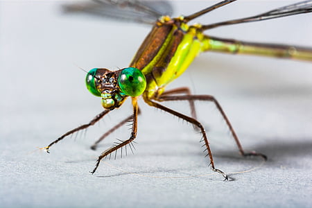 Dragonfly, insektov, blizu, oči, zelena