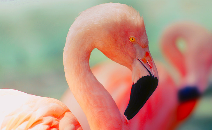 Flamingo, fuglen, dyreliv, fargerike, farger, oransje, makro