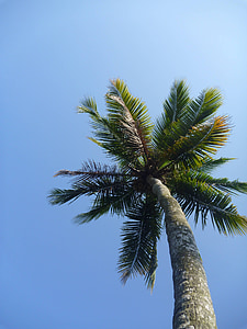 palmė, mėlyna, dangus, lapai, rojus, atogrąžų, sala