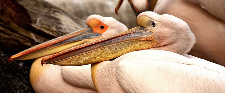 pelicanos, par, aves, aves aquáticas, criatura, dois, mundo animal
