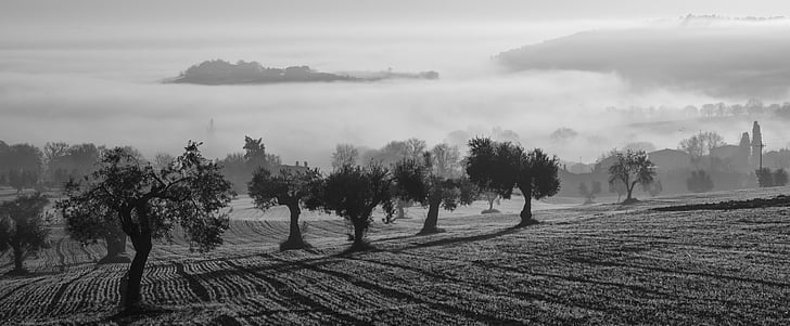 tåge, oliventræer, felt, Castelfidardo, mærker, morgen, efterår
