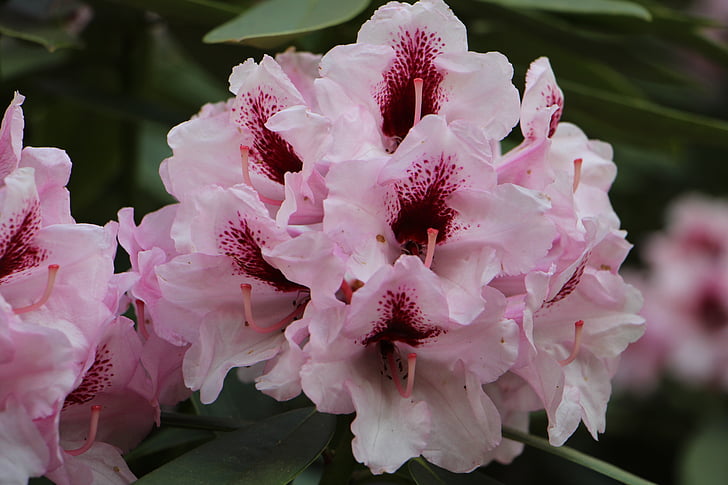 fleurs, nature, Couleur, belle, Blossom, Bloom, plante