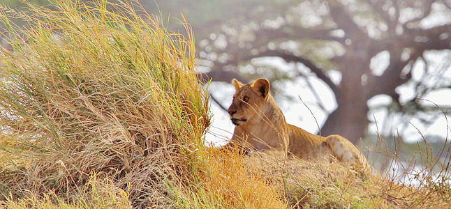 Leão, África, safári, Tanzânia, natureza, Serengeti, animal