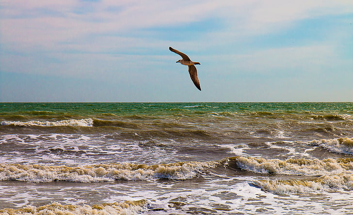 bird, seagull, sea, water, summer, sky, bird against sky