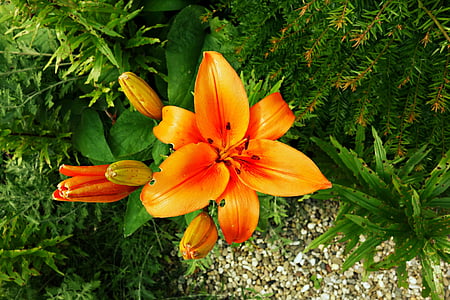 flower, orange, orange flower, plant, blossom, petal, pistil