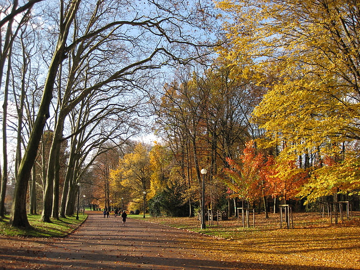 efterår, Park, Lyon, Parc de la tête d'or, efterårsblade, udendørs, natur