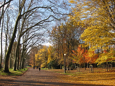jesień, Park, Lyon, Parc de la tête d'or, Jesienne liście, odkryty, Natura