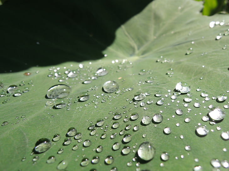 trickle, taro, world, nature, drop, leaf, wet