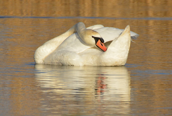 Swan, animale, păsările de apă, whooper swan