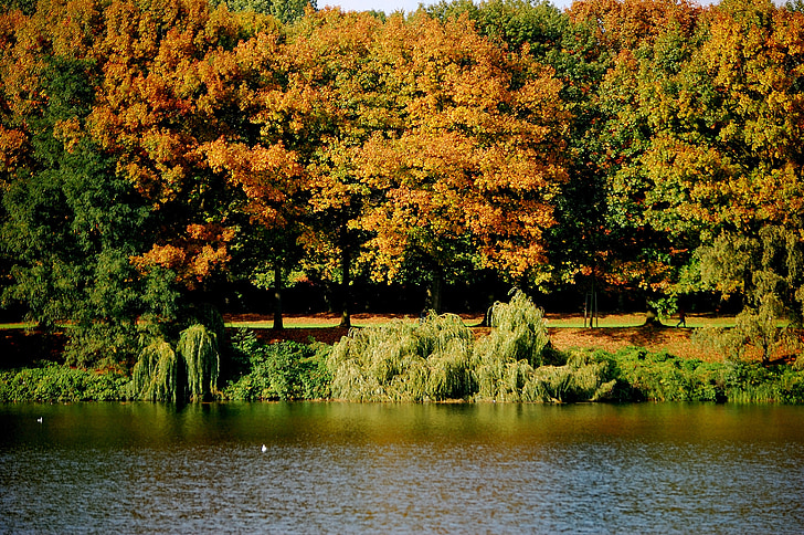 søen, vand, træer, skov, efteråret skov, farverige, blade