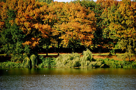 езеро, вода, дървета, гора, Есенна гора, цветни, листа