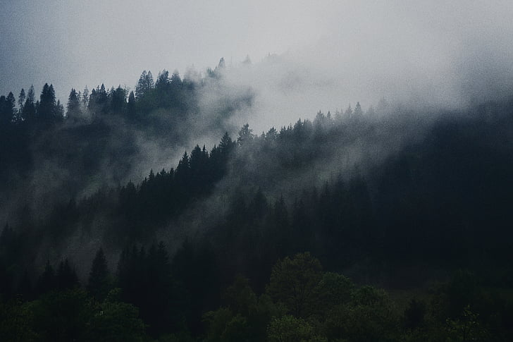 Les, stromy, něž se, tlusté, mlha, kouř, mrak