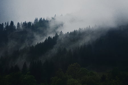 erdő, fák, hatálya alá tartozó, vastag, köd, füst, felhő
