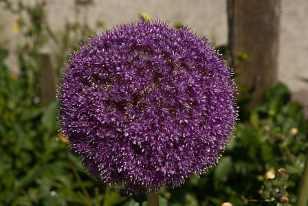 flower, allium, garlic giant, purple flower, nature, purple, plant