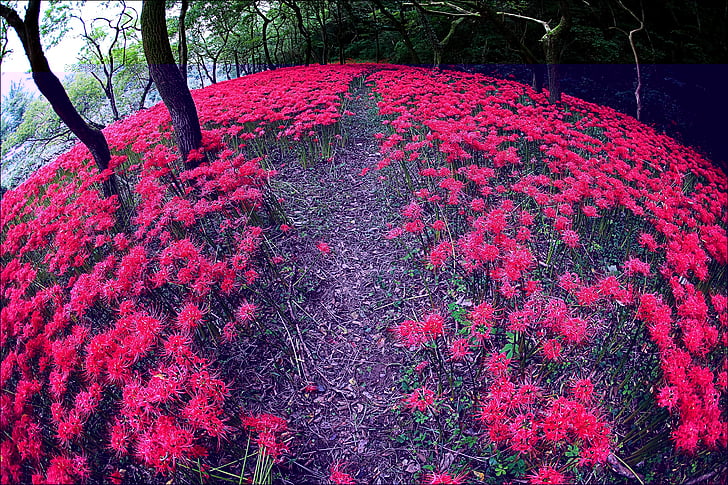 flowers, nature, flowers for, valley, red, seonunsa, jeolla-do