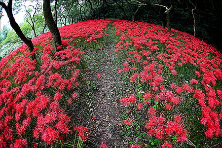 blommor, naturen, blommor för, dalen, röd, seonunsa, Sydjeolla-do