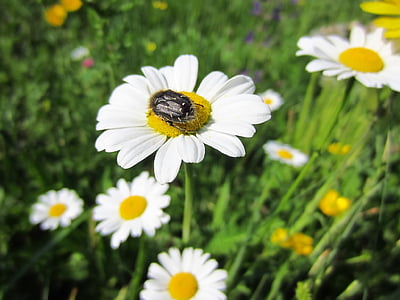 Marguerite, insect, Blossom, Bloom