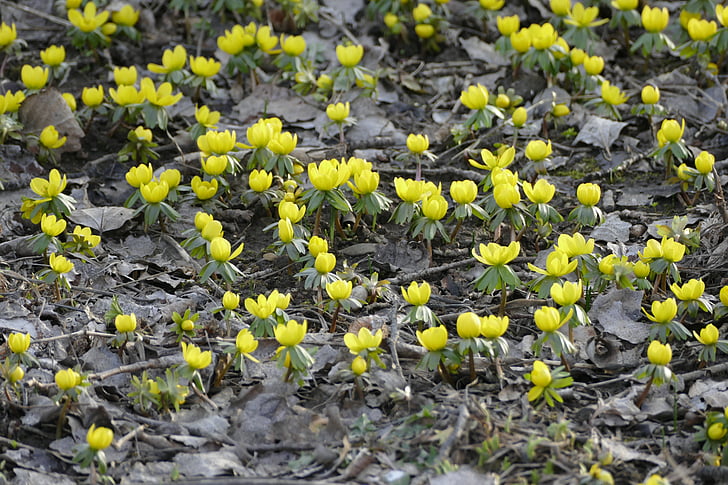 mùa xuân, 1, có thể, đầu tiên của tháng, Hoa