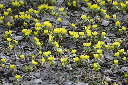 pavasarį, 1, gali, pirmas gegužės mėn, gėlės