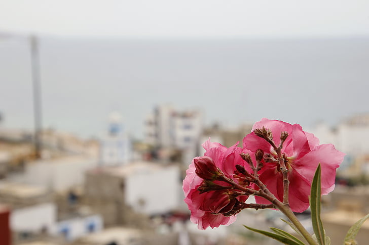 blossom, bloom, flower, view, distant view, outlook, sea